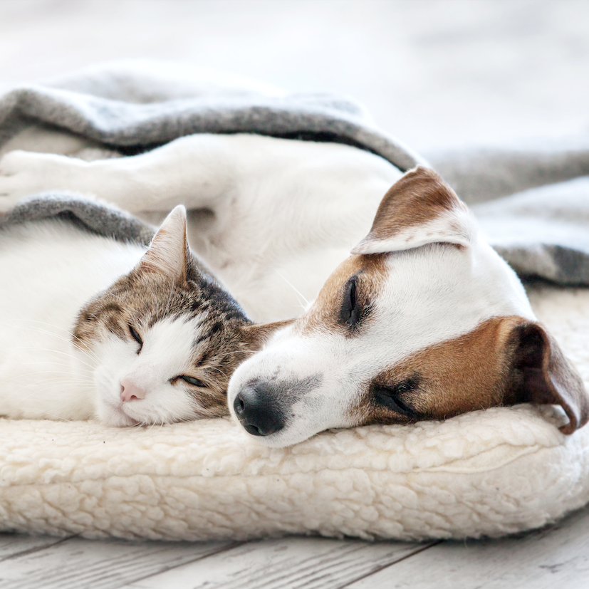 Kuscheln & Wohlbefinden